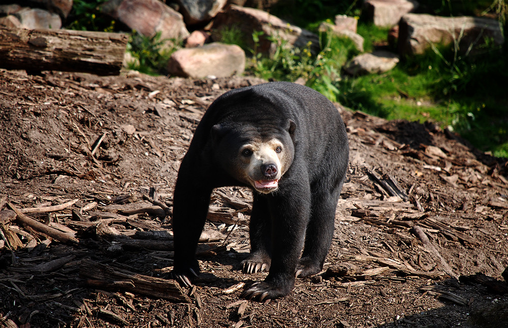 Der Bär