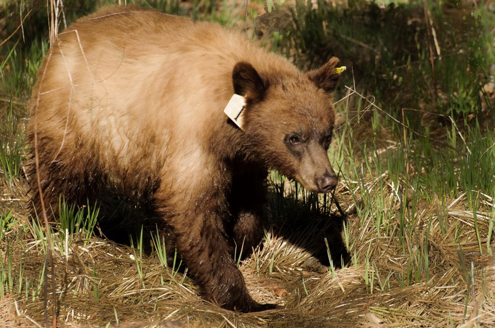 Der Bär