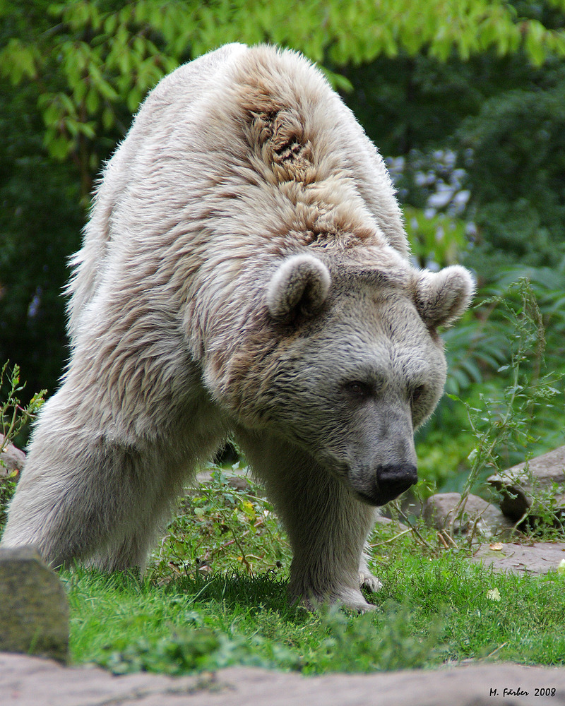 Der Bär