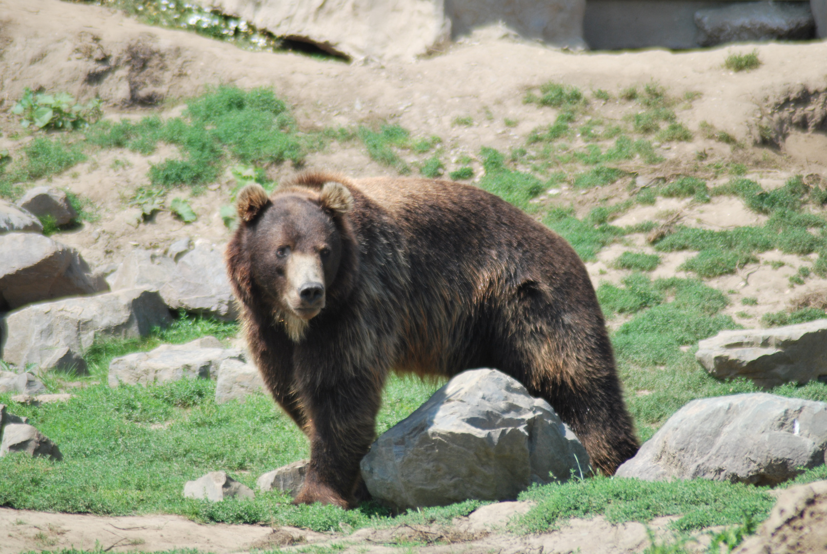 Der Bär