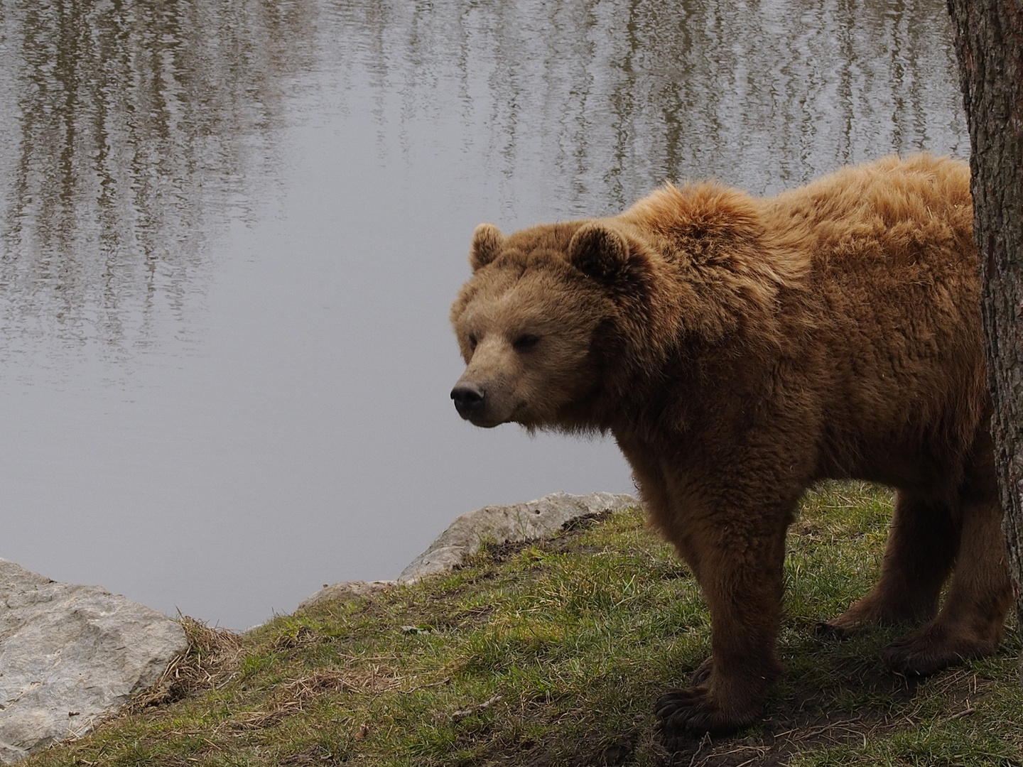 Der Bär