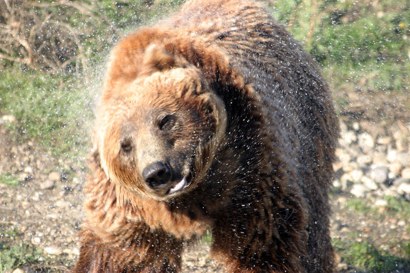 Der Bär aus der Zoom-Erlebniswelt