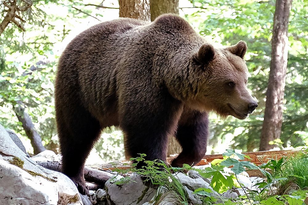 Der Bär Foto & Bild europe, balkans, tiere Bilder auf