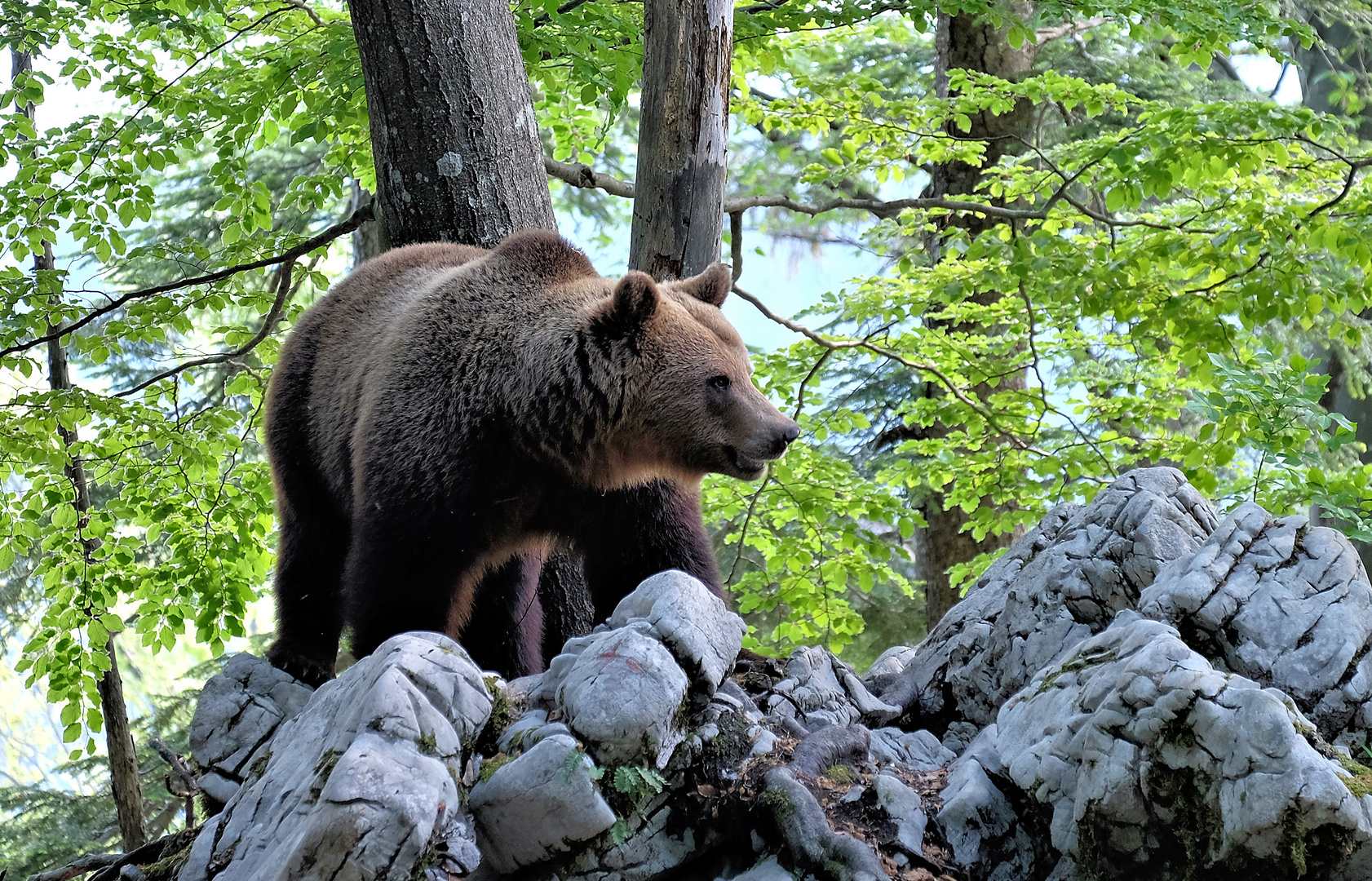 Der Bär