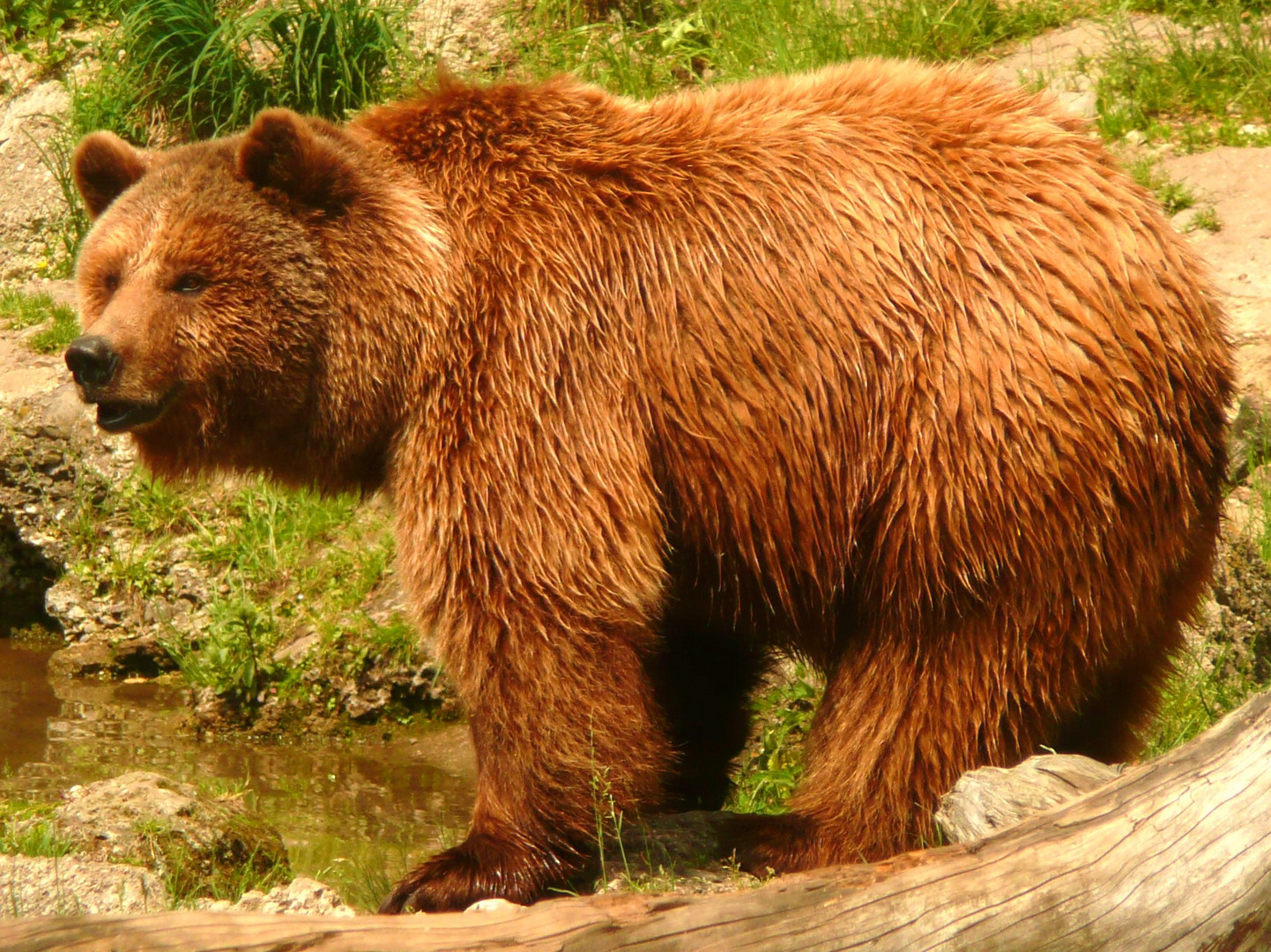 Der Bär beim Bad