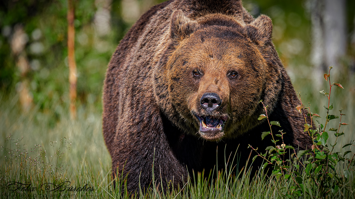 Der Bär