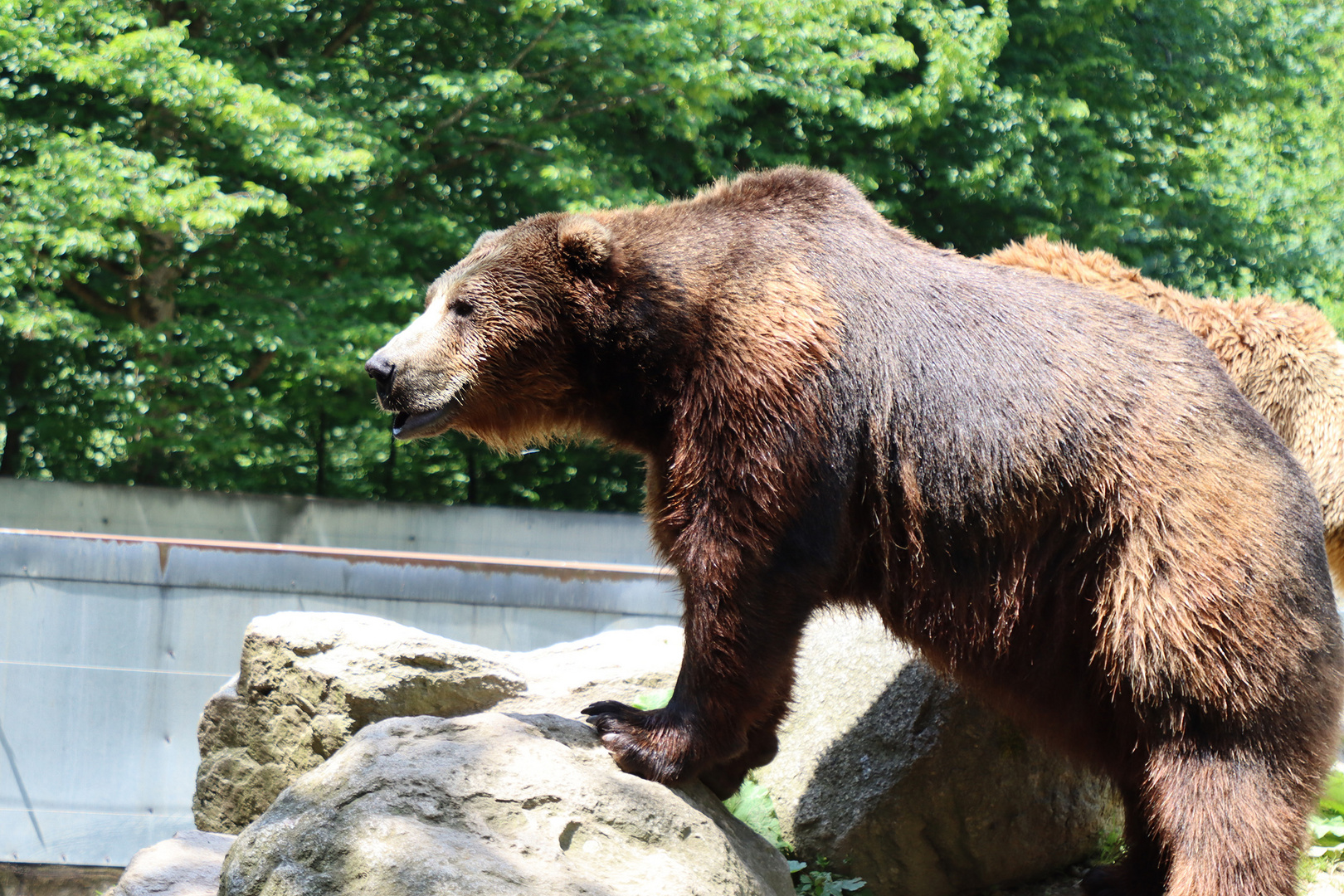 Der Bär danach