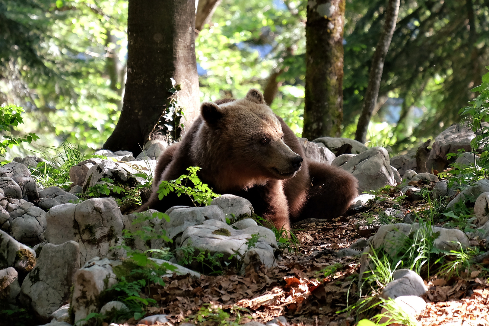 Der Bär