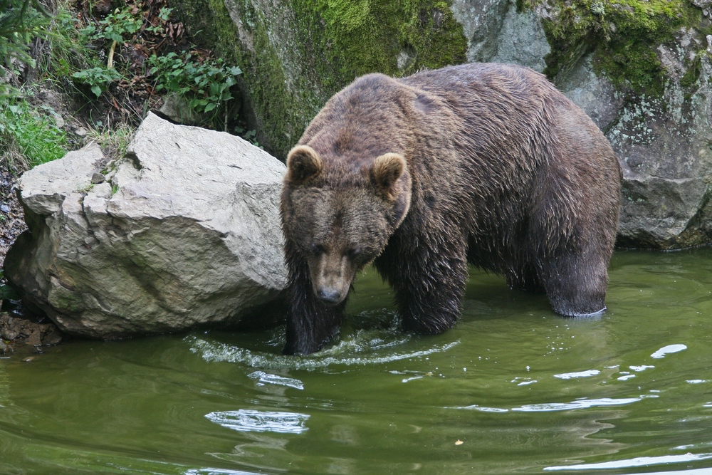 Der Bär