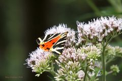 Der Bär fliegt wieder