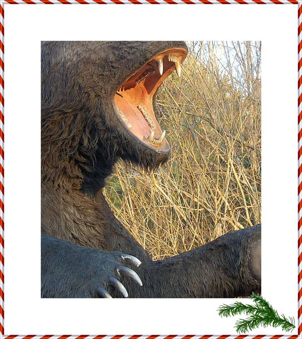 der Bär im Advent