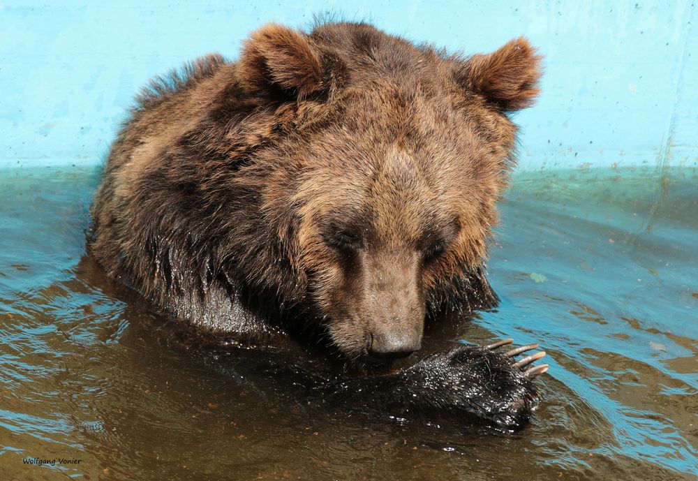 der Bär im Bade