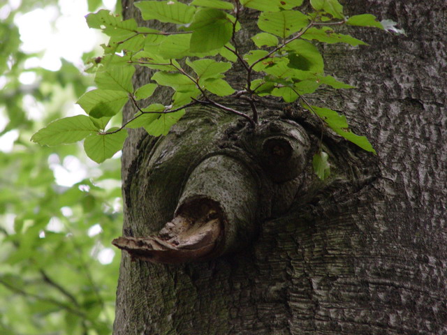 Der Bär im Baum