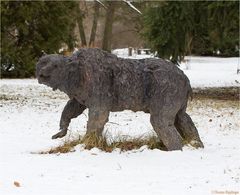 Der Bär im Winter...