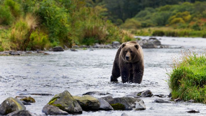 Der Bär in seinem Habitat