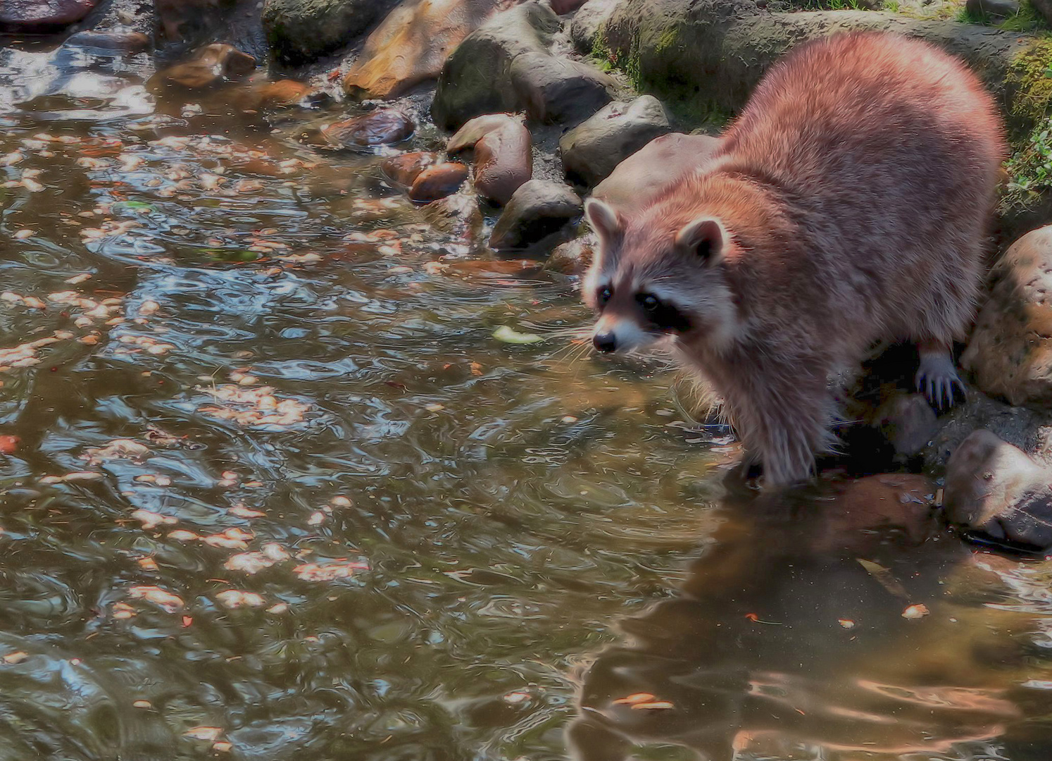 der Bär ist da Foto & Bild | natur, tiere, wildlife Bilder auf