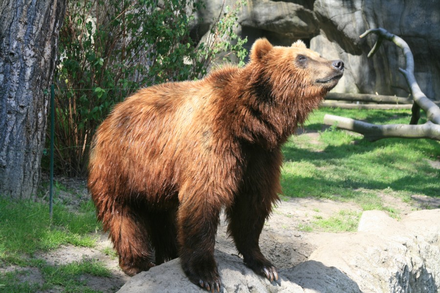 Der Bär ist los