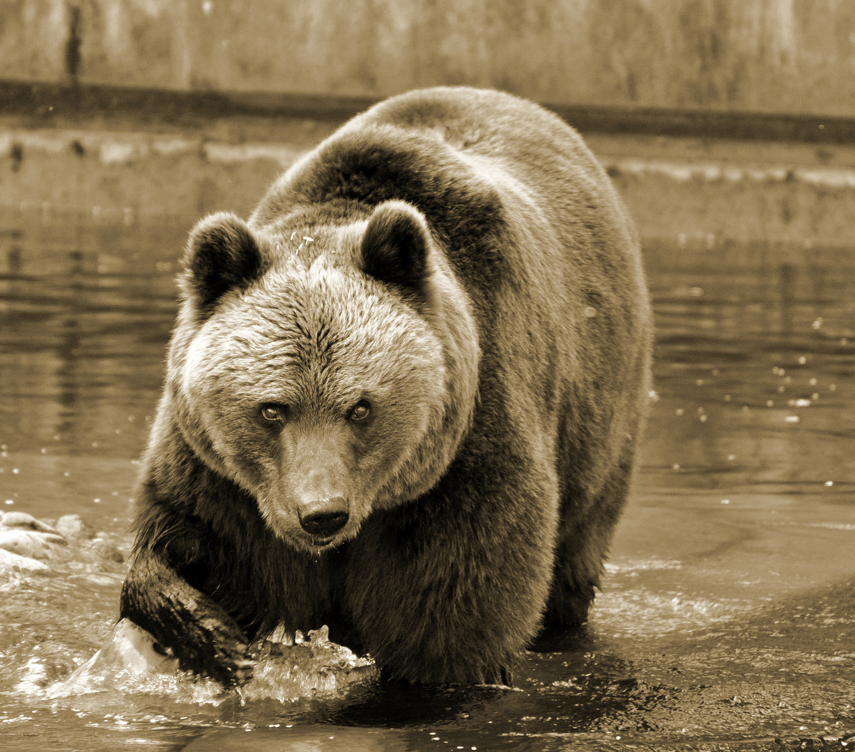 Der Bär Der Bär