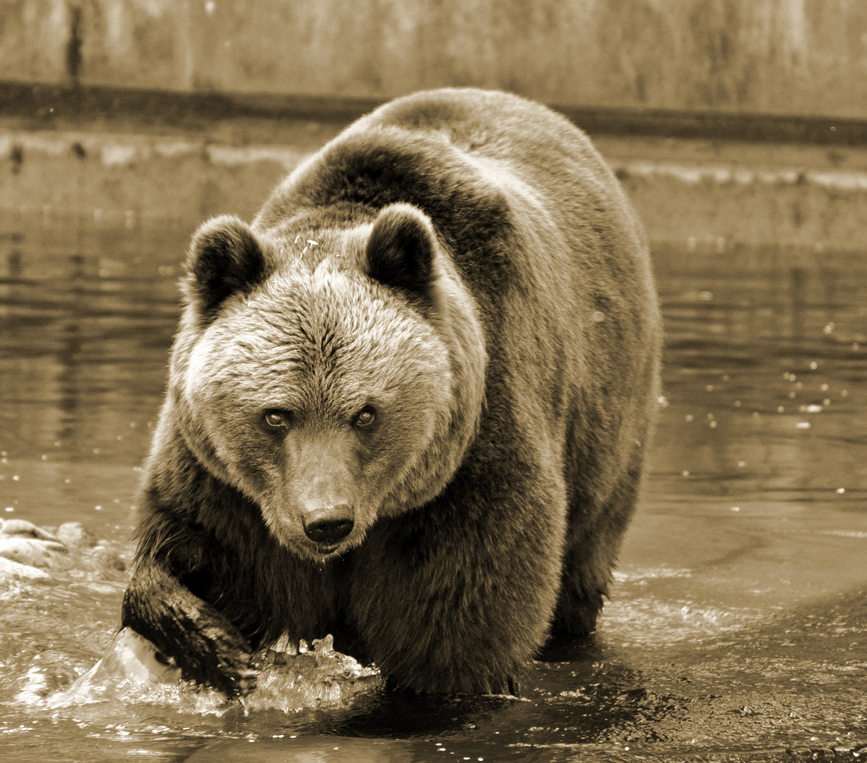 Der Bär ist los !