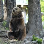 Der Bär ist los...