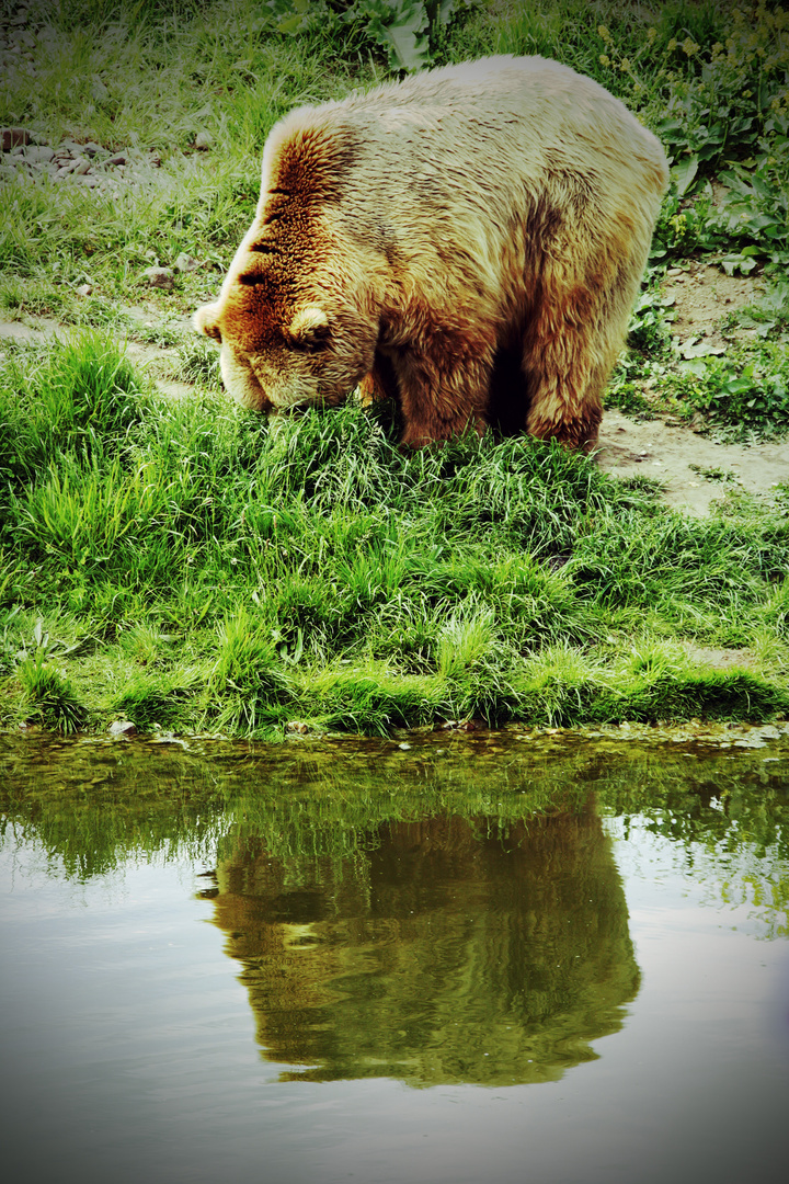 Der Bär ist los