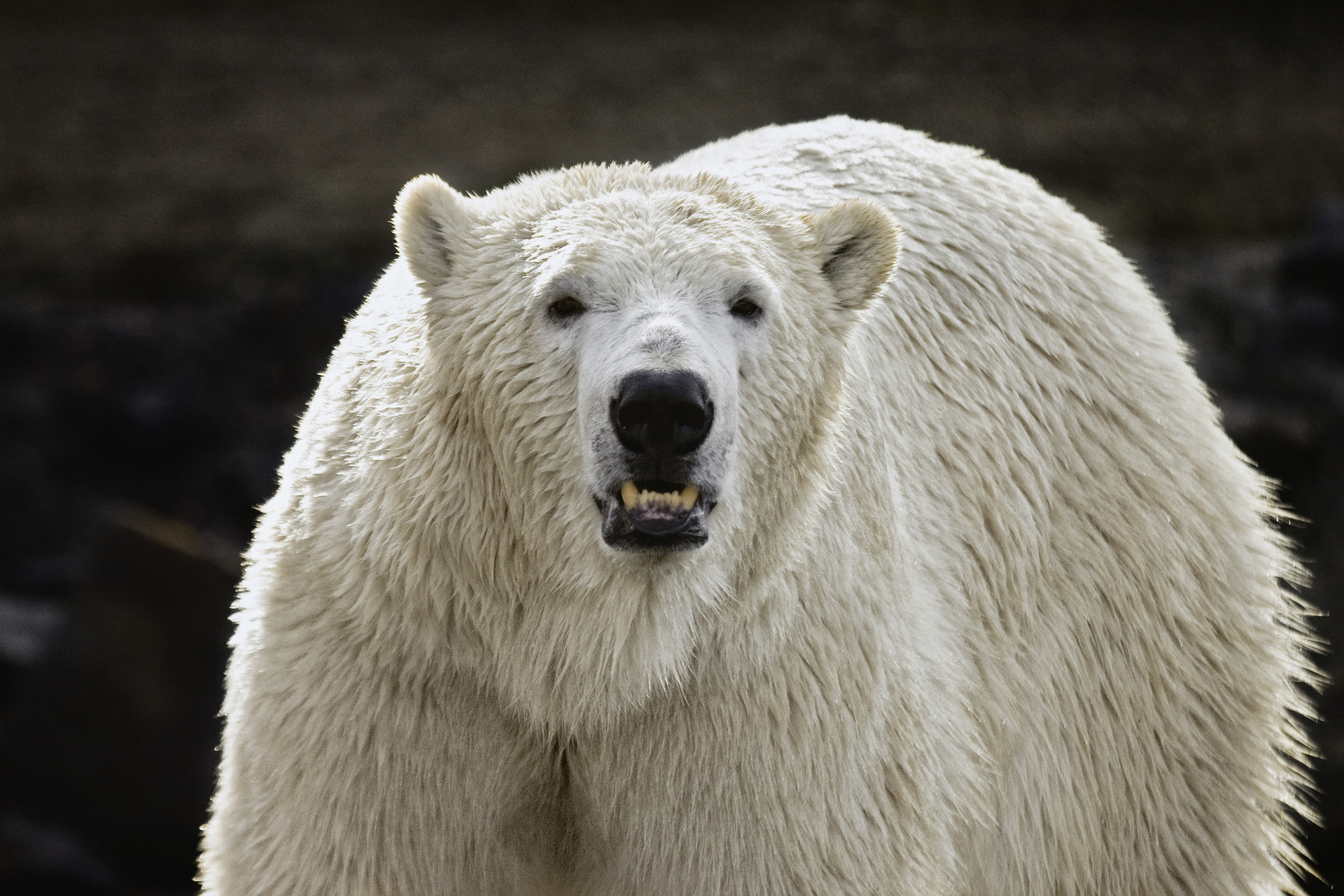 Der Bär ist los