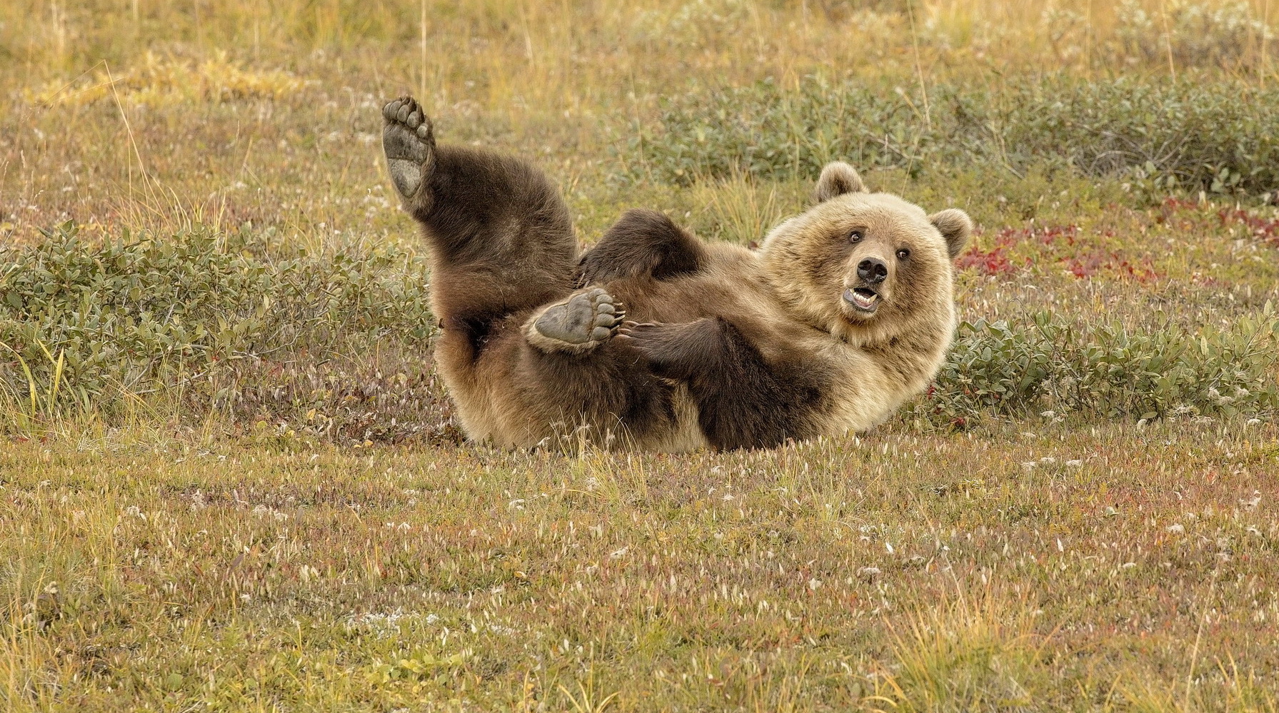 Der Bär ist los......