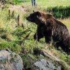 Der Bär ist los      DSC_0853