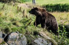 Der Bär ist los      DSC_0853