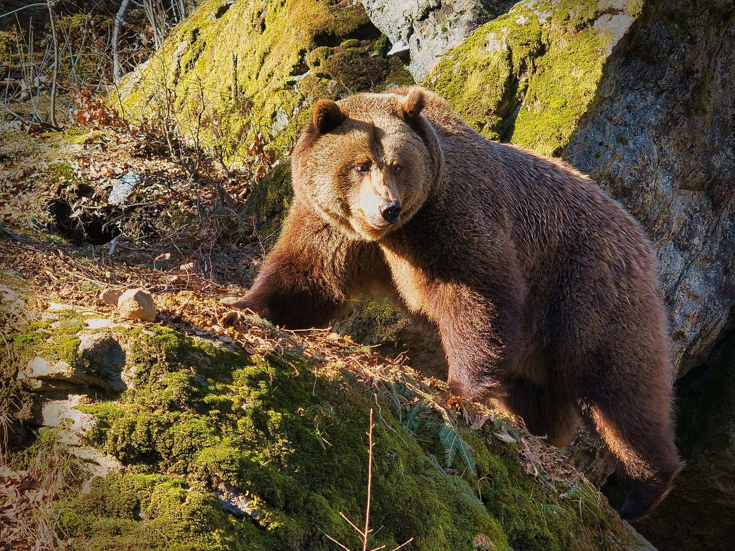 Der Bär ist los....