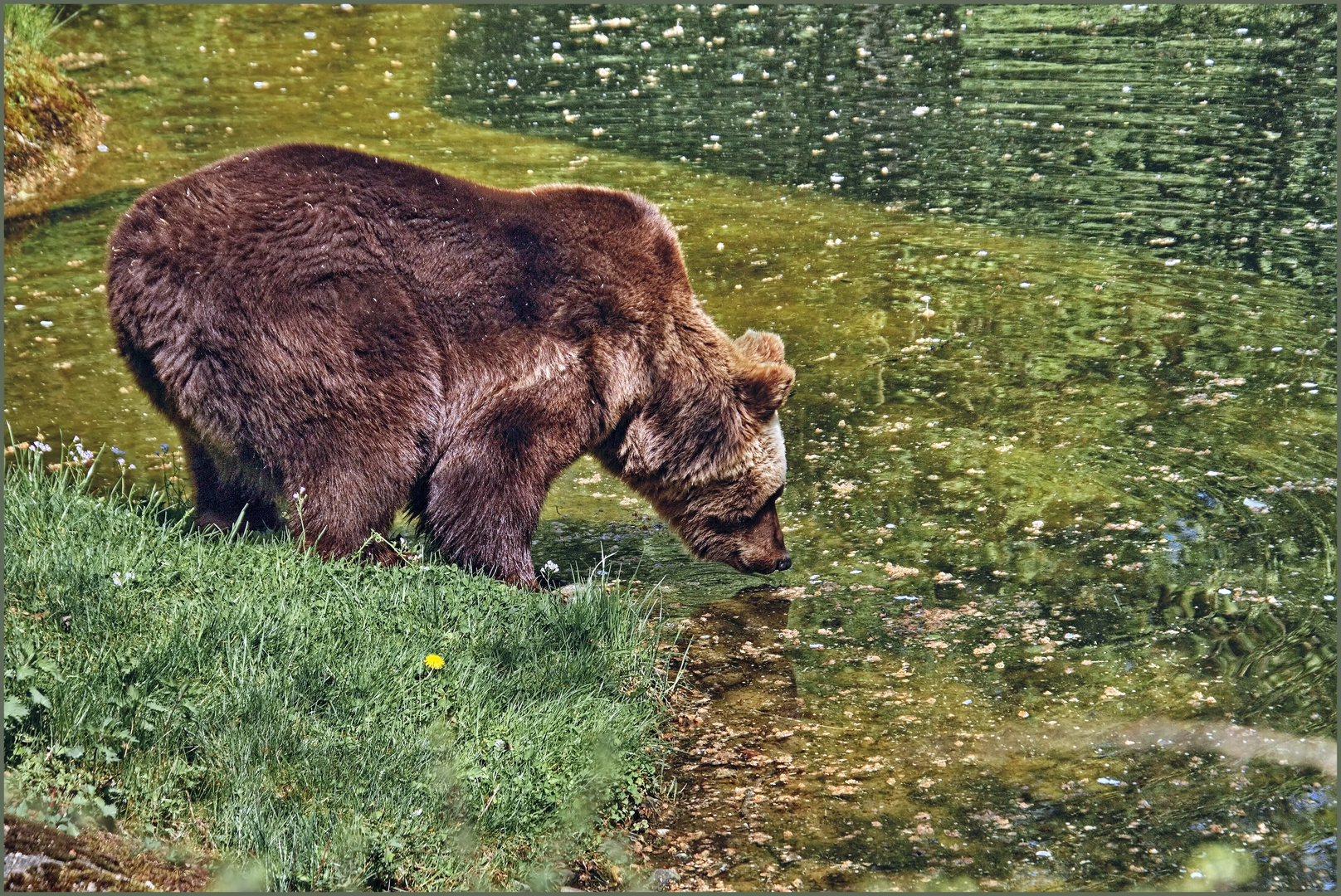 Der Bär ist unterwegs