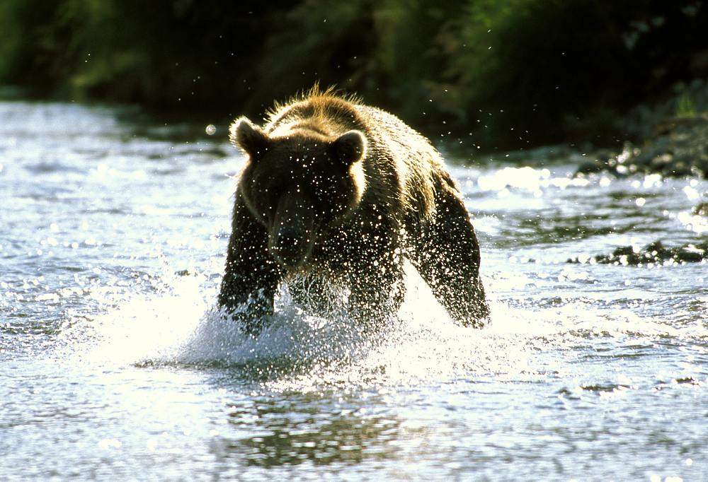 Der Bär jagt ...