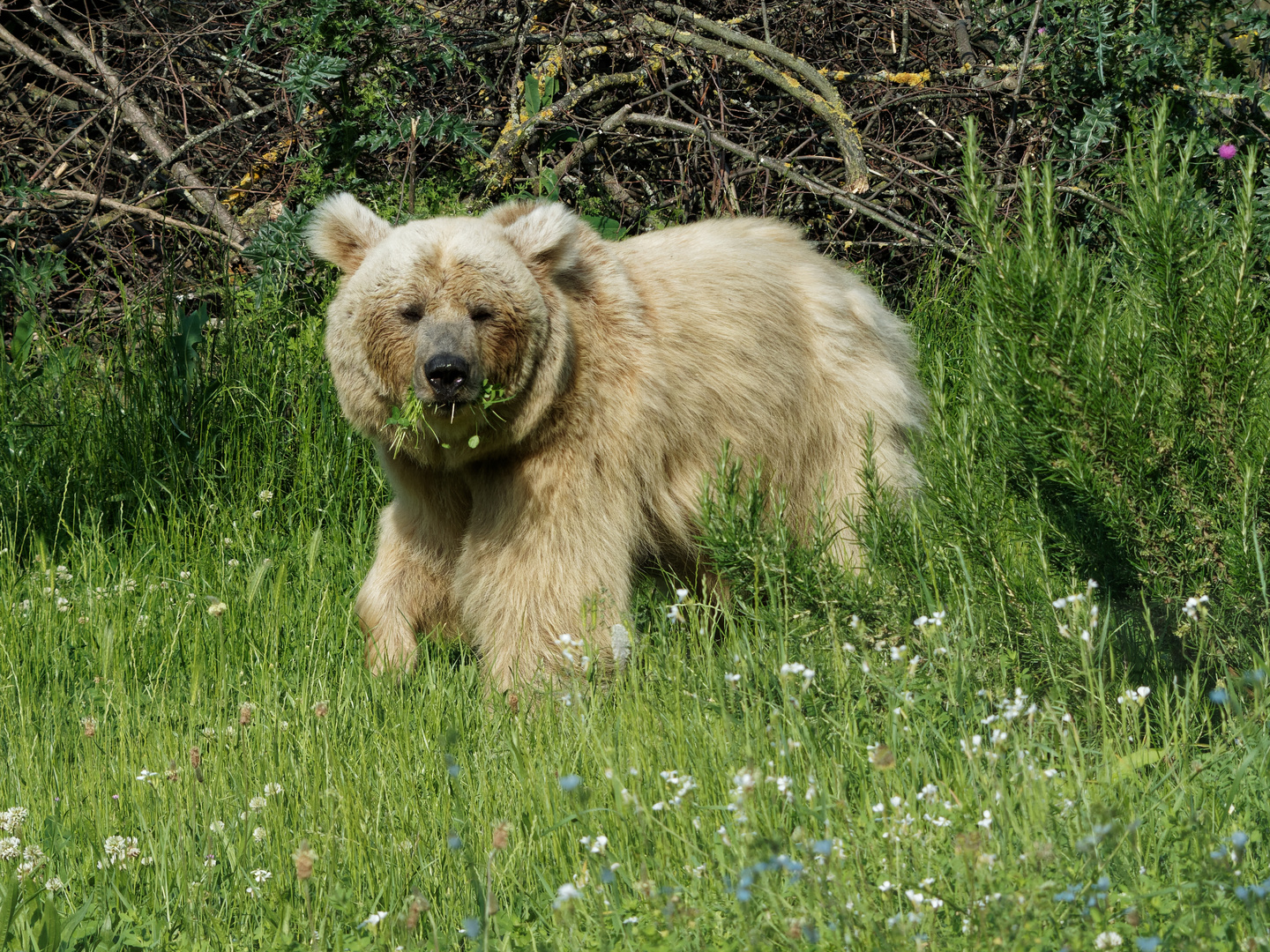 Der Bär macht muh?