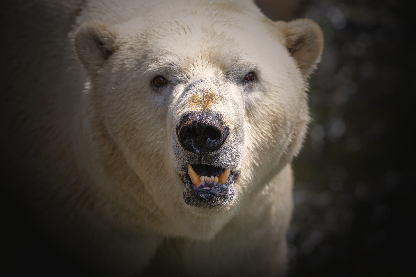 Der Bär mit viel Hunger