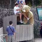 Der Bär muß nach oben, damit er eine gute Aussicht hat.
