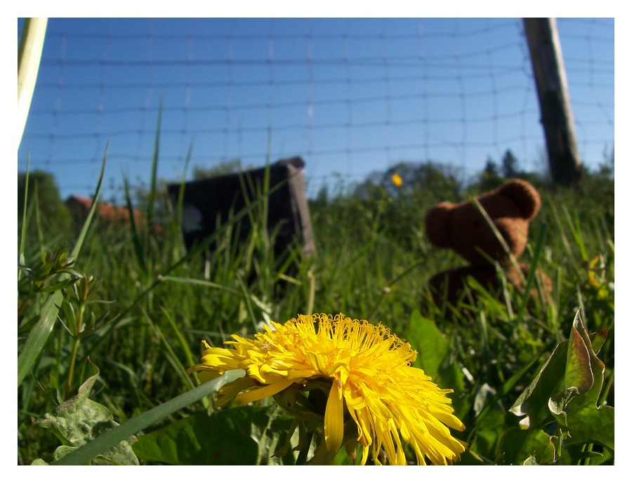 Der Bär und die Blume II