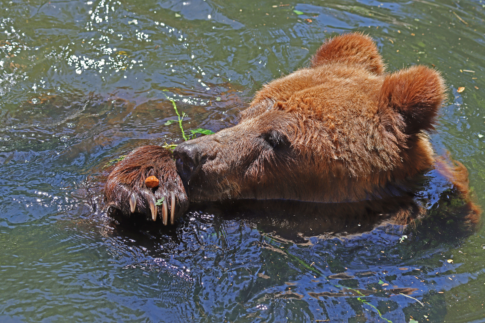 Der Bär und die Nuss