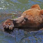 Der Bär und die Nuss