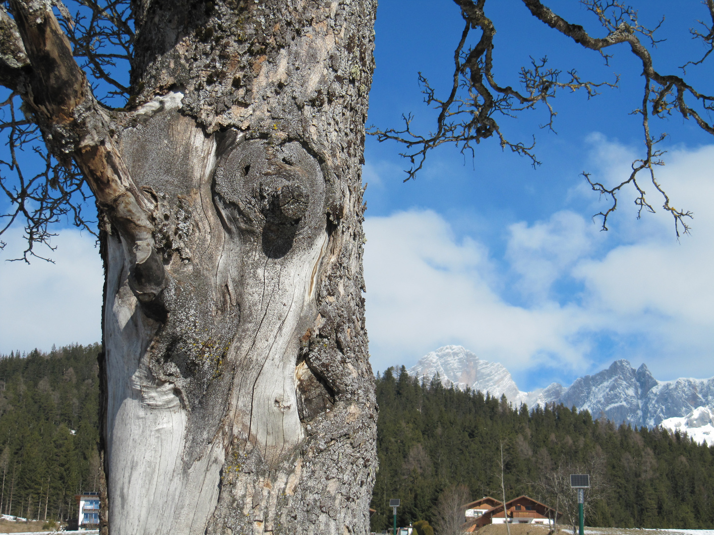 Der Bärbaum