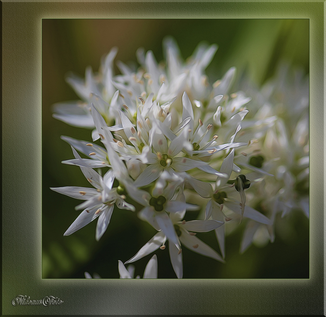  Der Bärlauch (Allium ursinum) 