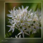  Der Bärlauch (Allium ursinum) 