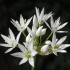 Der Bärlauch (Allium ursinum) blüht !!!