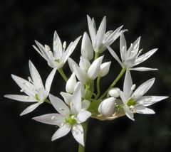 Der Bärlauch (Allium ursinum) blüht !!!