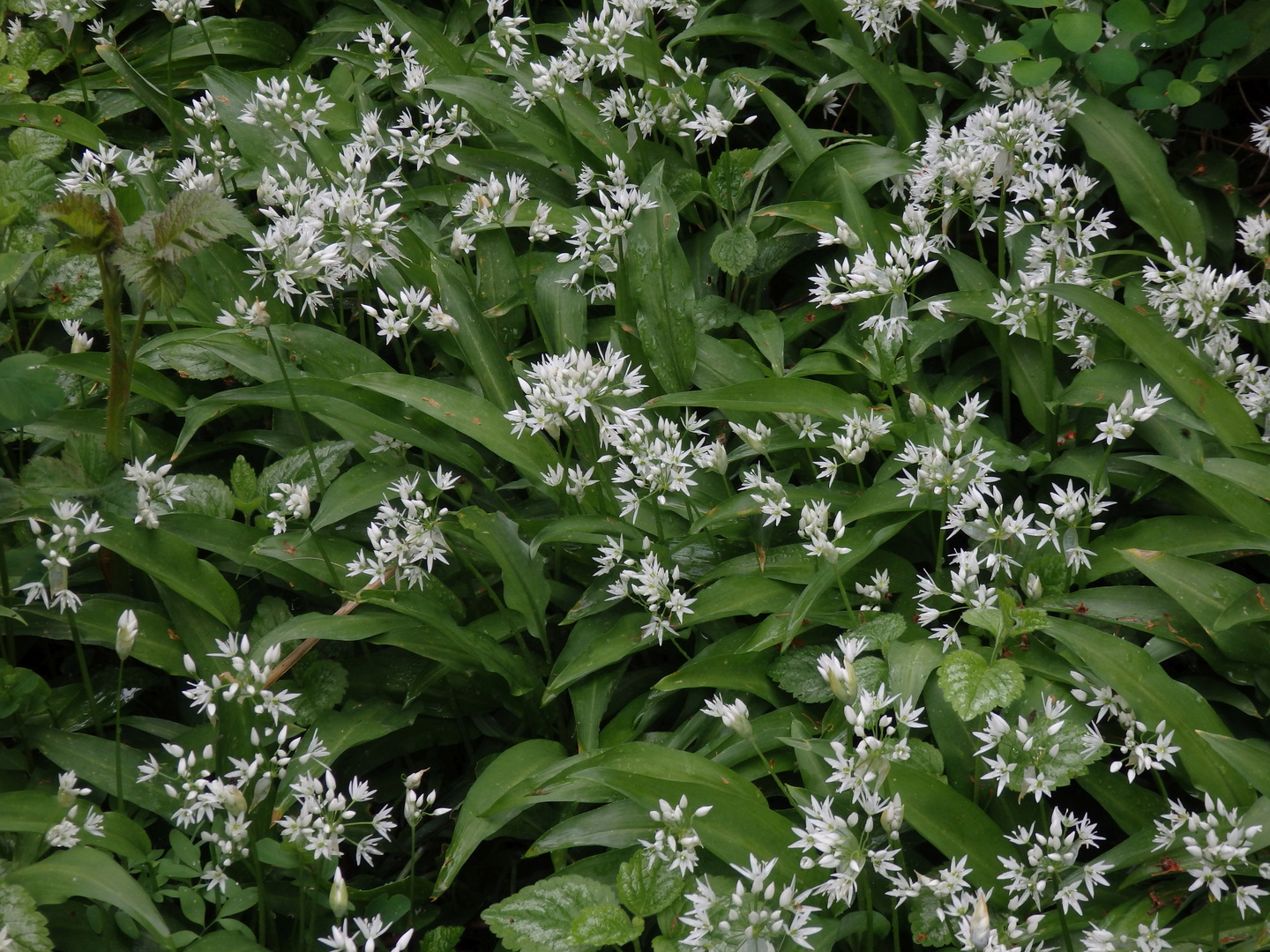 Der Bärlauch (Allium ursinum) blüht