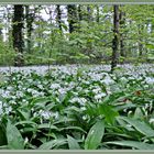 Der Bärlauch (Allium ursinum)