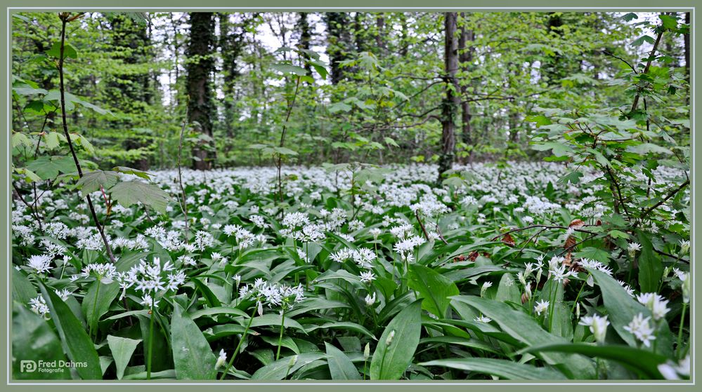 Der Bärlauch (Allium ursinum)