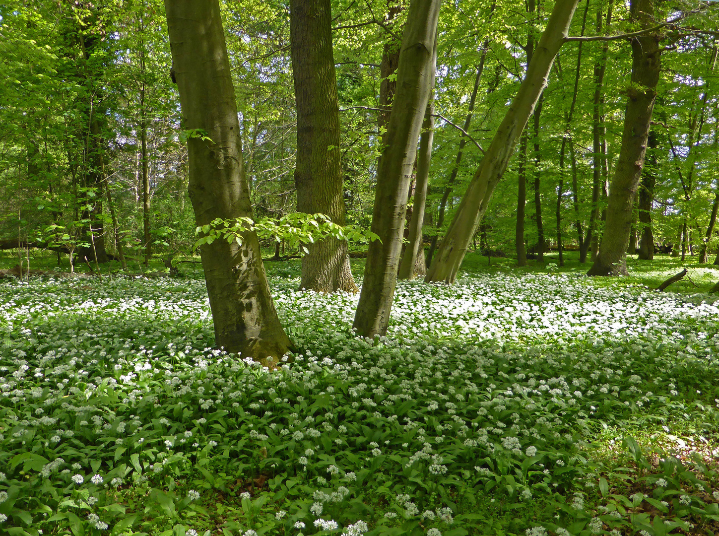 Der Bärlauch blüht Foto & Bild pflanzen, pilze & flechten, blüten & kleinpflanzen