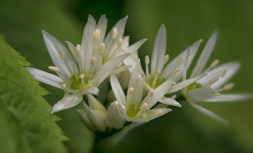 Der Bärlauch blüht Foto &amp; Bild | pflanzen, pilze &amp; flechten, blüten ...