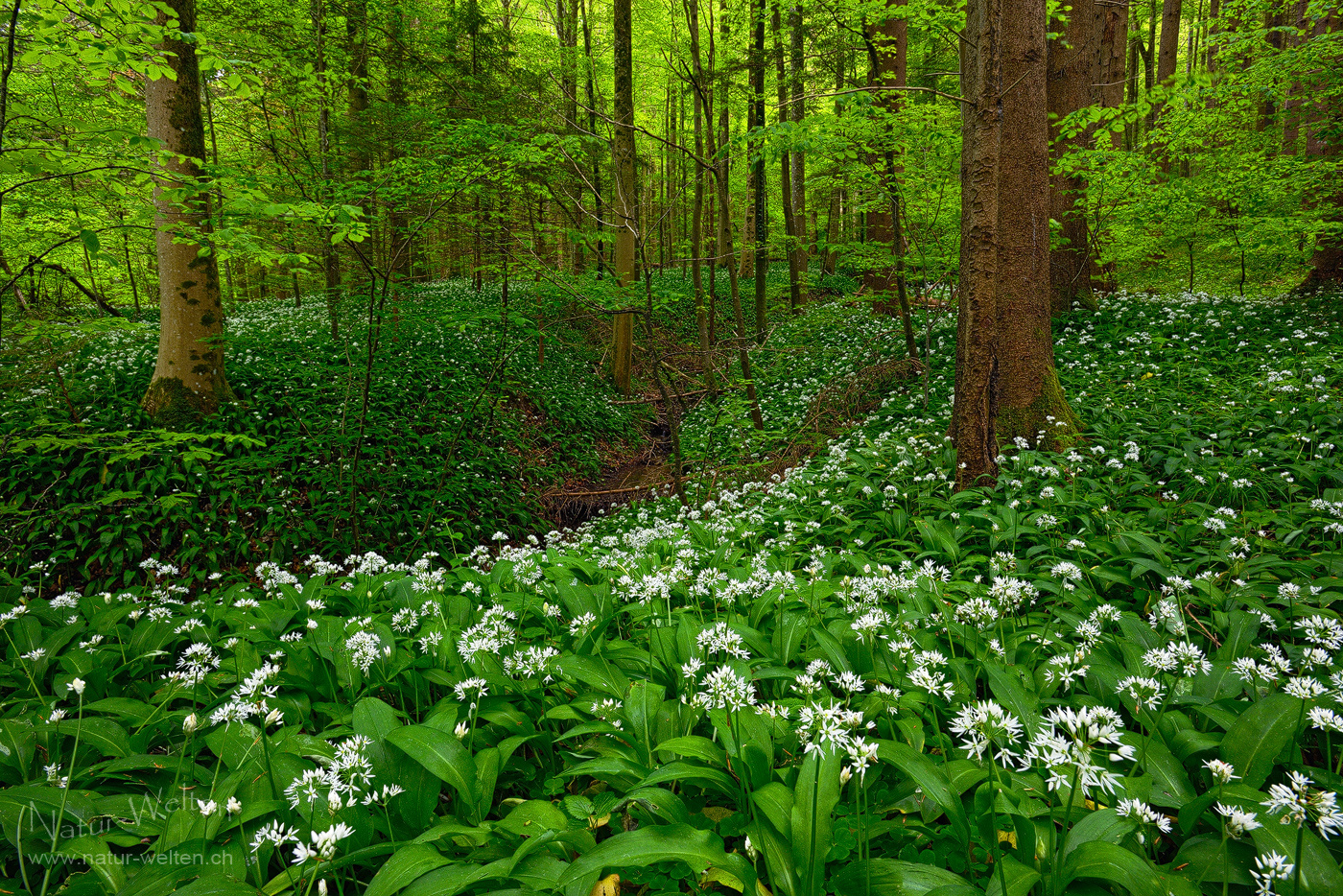 Der Bärlauch vom Sihlwald