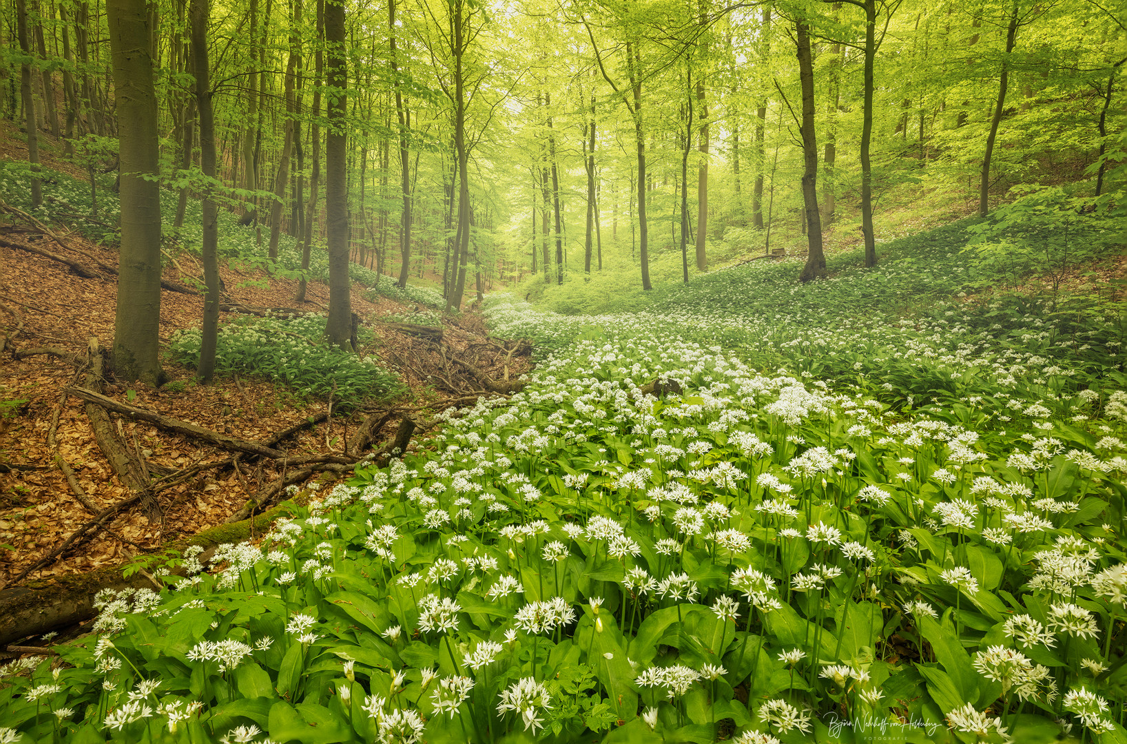 Der Bärlauchfluss